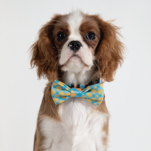 Pawsitivity Fashionable Accessory Bowtie for Dogs and Cats - Baby Blue and Lemon Yellow Check Pattern, Elastic Band Ensures Secure Fit, Adds a Pop of Color to Your Pet's Look.