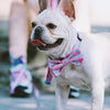 Shop Pawsitivity's Accessory Bowtie for Dogs and Cats - Baby Blue and Pink Check Pattern, Elastic Band for Comfortable Fit, Enhances Your Pet's Fashion Game. Order Yours Today!