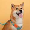 Pawsitivity's X-Shape Dog Harness - Optimal Chest Pressure Relief and Comfortable Fit with Finely Woven Neoprene Fabric for Your Beloved Pet. Came in two colors, sunrise adventure and citrus sky.