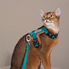 Pawsitivity's Cat Harness and Leash Set in Teal Green - Leather Element for Gentle and Comfortable Walks, Ensuring a Pleasant Experience for Your Cat.