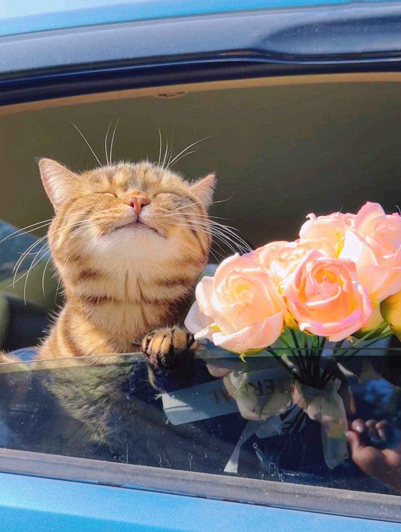 Easy DIY Cat Treats: Wholesome Recipes for Your Feline Friend