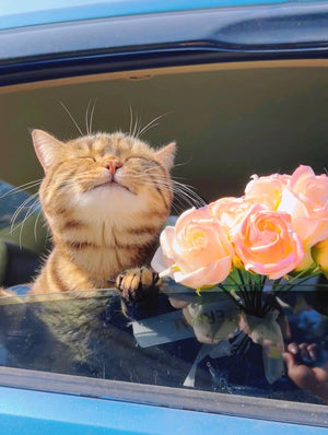 Easy DIY Cat Treats: Wholesome Recipes for Your Feline Friend