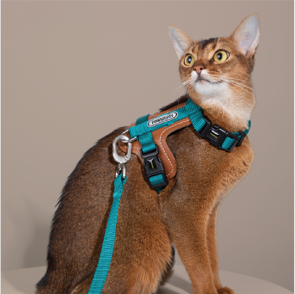Pawsitivity's Cat Harness and Leash Set in Teal Green - Leather Element for Gentle and Comfortable Walks, Ensuring a Pleasant Experience for Your Cat.