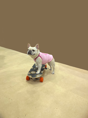 Shop Pawsitivity's Handcrafted Dog & Cat Shirt to elevate your pet's summer wardrobe. Design for both fashion and comfort, Order Yours Today!