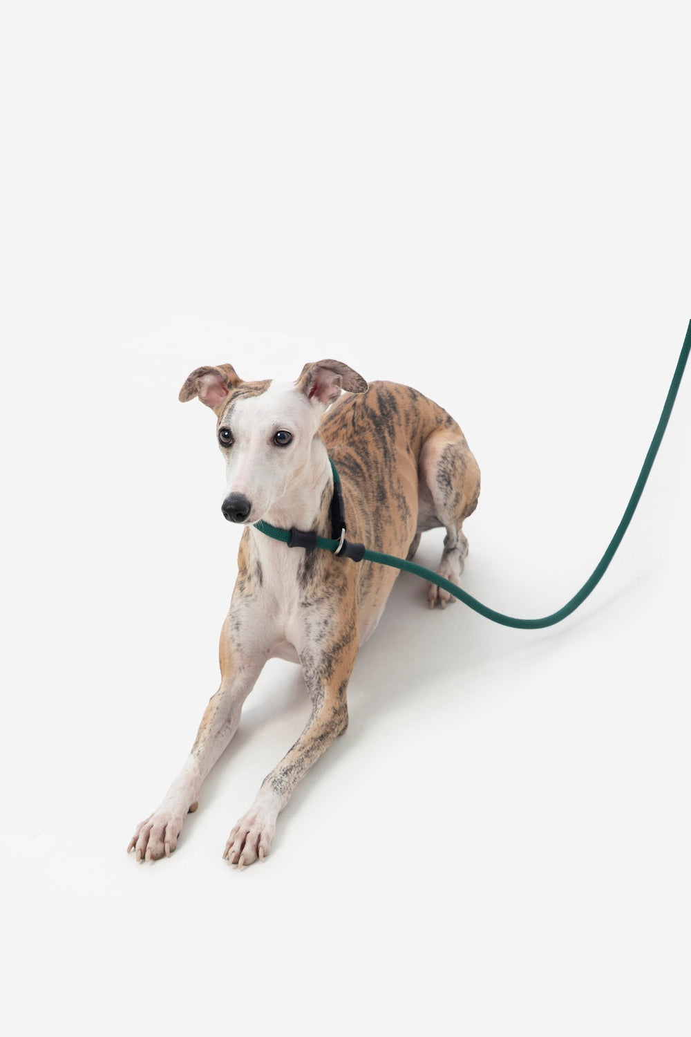 Invest in durability with Pawsitivity's training slip dog lead. Crafted from mountaineering-grade thick-woven nylon rope, this leash can withstand a pulling force of 150kg. With an 11mm thickness, it guarantees durability, resistance to wear and tear, and colorfastness. Shop Now!