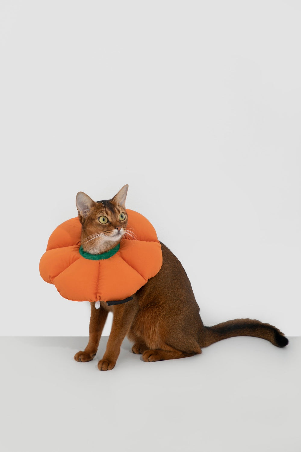 Discover Pawsitivity's Flower Cat Elizabeth Collar: Designed to prioritize your cat's comfort, crafted with soft and lightweight material, eliminating pressure and stress on the cat's neck. Choose from an array of colors to match your pet's personality. Order Yours Today!