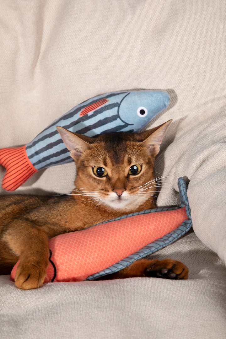 Embark on a delightful adventure with Pawsitivity's colorful catnip toy! Crafted with washable plush cloth and polyester cotton, this vibrant cat toy will keep your feline friend entertained for hours. Filled with irresistible catnip, it’s designed to captivate your cat’s senses and provide endless fun. Shop Now!