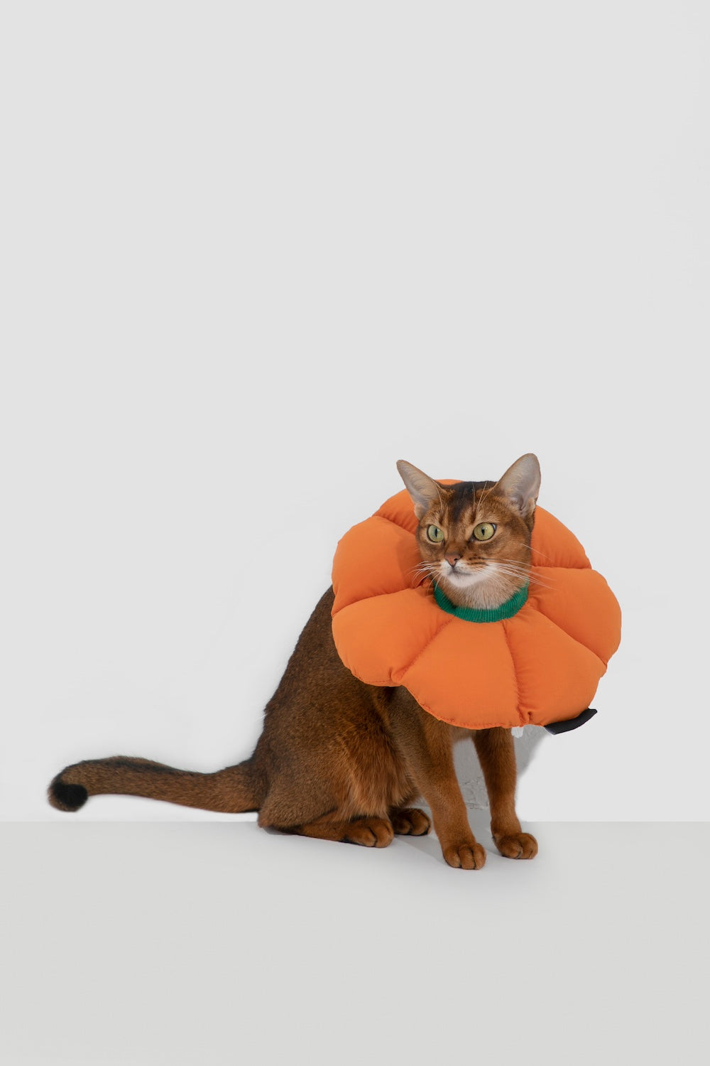 Discover Pawsitivity's Flower Cat Elizabeth Collar: Designed to prioritize your cat's comfort, crafted with soft and lightweight material, eliminating pressure and stress on the cat's neck. Choose from an array of colors to match your pet's personality. Order Yours Today!