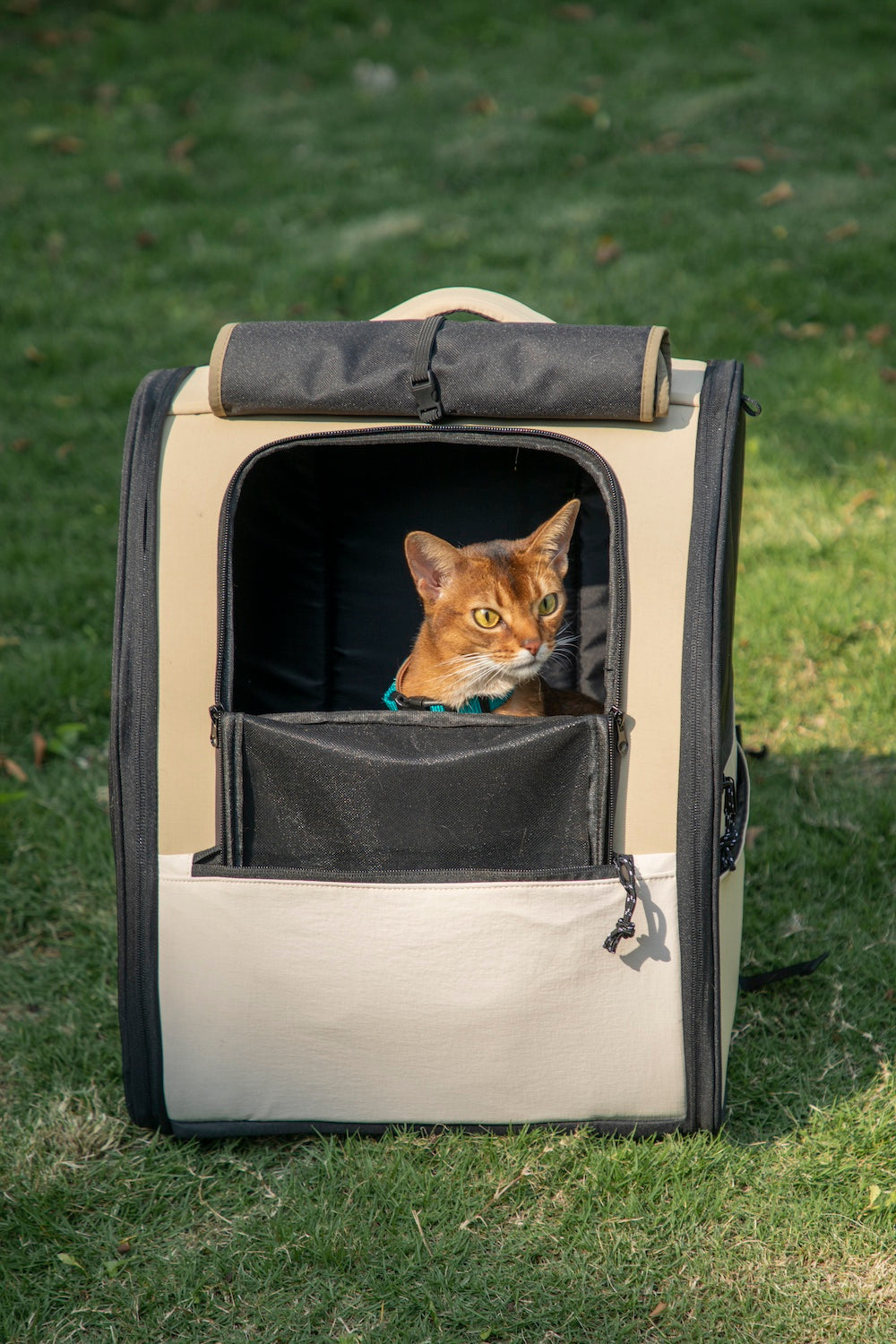 Discover Pawsitivity's high-end Pet Carrier - the Spacious Pet Backpack. It's the ultimate blend of fashion and functionality. Carry your pet in style. Shop now!