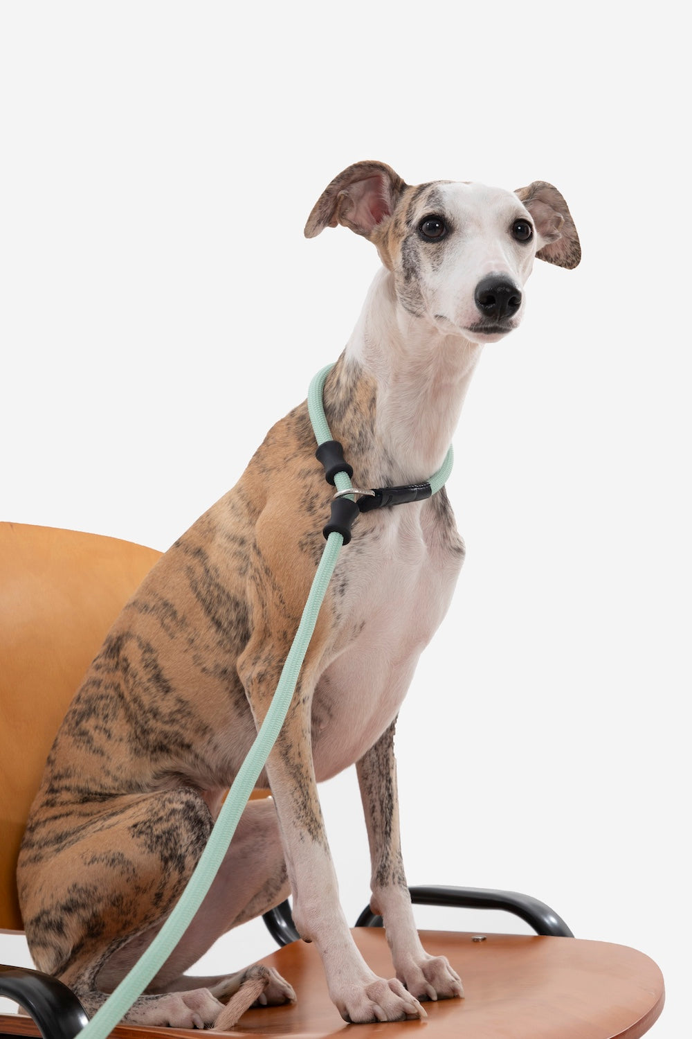 Invest in durability with Pawsitivity's training slip dog lead. Crafted from mountaineering-grade thick-woven nylon rope, this leash can withstand a pulling force of 150kg. With an 11mm thickness, it guarantees durability, resistance to wear and tear, and colorfastness. Shop Now!