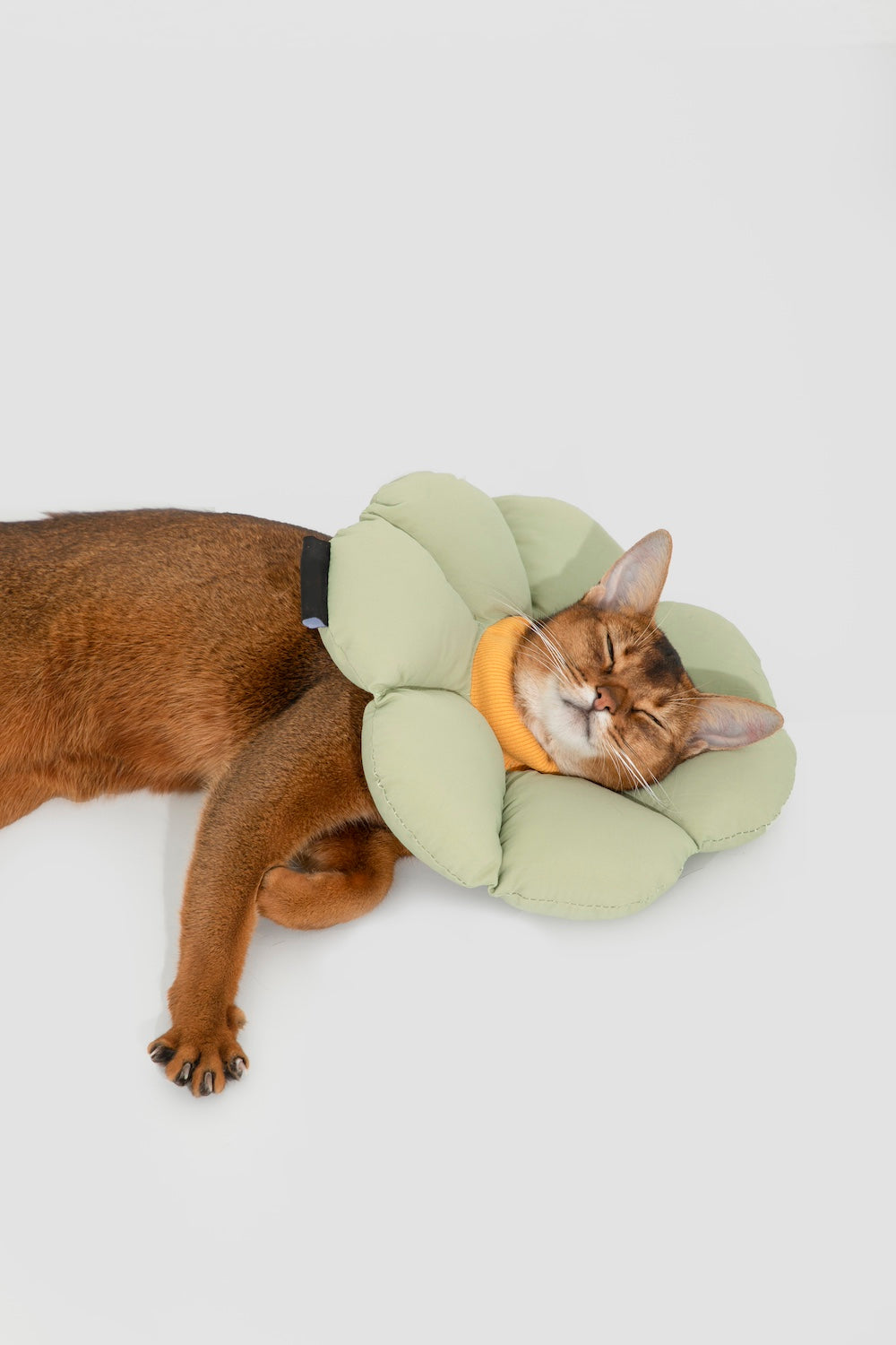 Discover Pawsitivity's Flower Cat Elizabeth Collar: Designed to prioritize your cat's comfort, crafted with soft and lightweight material, eliminating pressure and stress on the cat's neck. Choose from an array of colors to match your pet's personality. Order Yours Today!