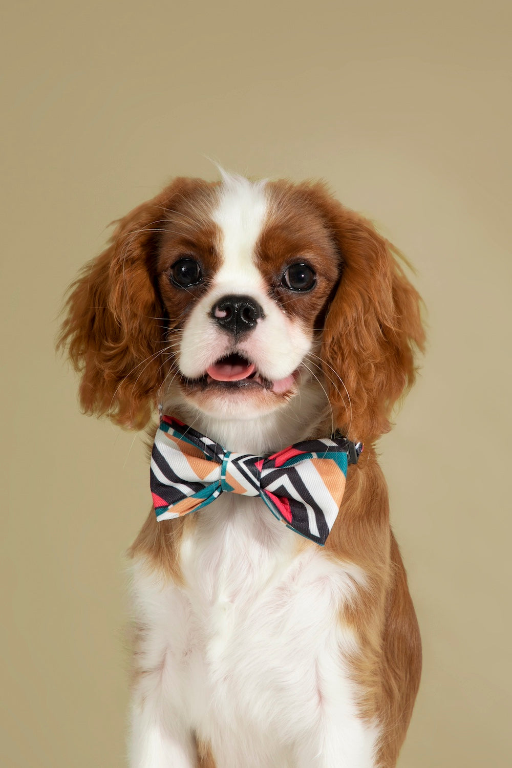 Shop Accessory Bowtie for Dogs and Cats - Totem-Styled Pattern, Unique and Eye-Catching Dog and Cat Fashion Accessory, Elastic Band for Comfortable and Secure Fit. Order Yours Today!