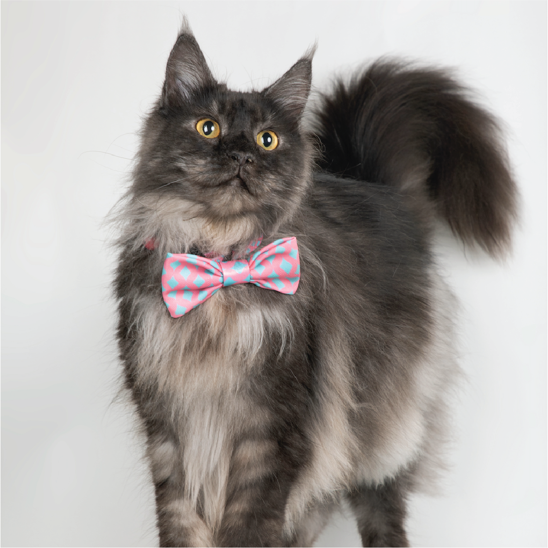 Pawsitivity Accessory Bowtie for Dogs and Cats - Baby Blue and Pink Check Pattern, Stylish Dog Fashion Accessory, Elastic Band for Comfortable and Secure Fit.