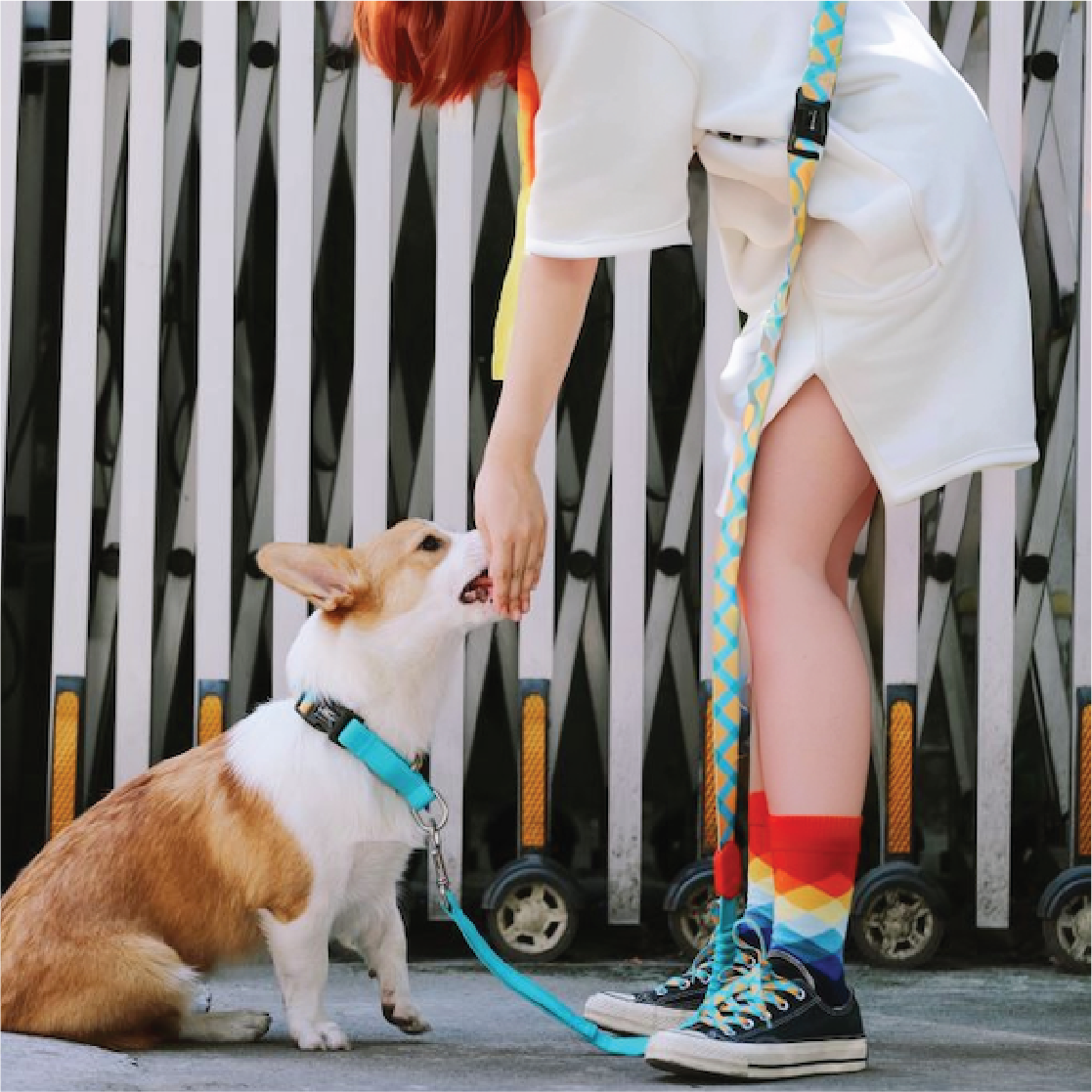 Pawsitivity's Multifunction Dog Leash and Harness Set. Including a Hands-Free multifunctional Dog Leash and a matching X-shape Dog Harness. Perfect for Active Dog Walking. Explore now at Pawsitivity, making your dog walks a breeze.