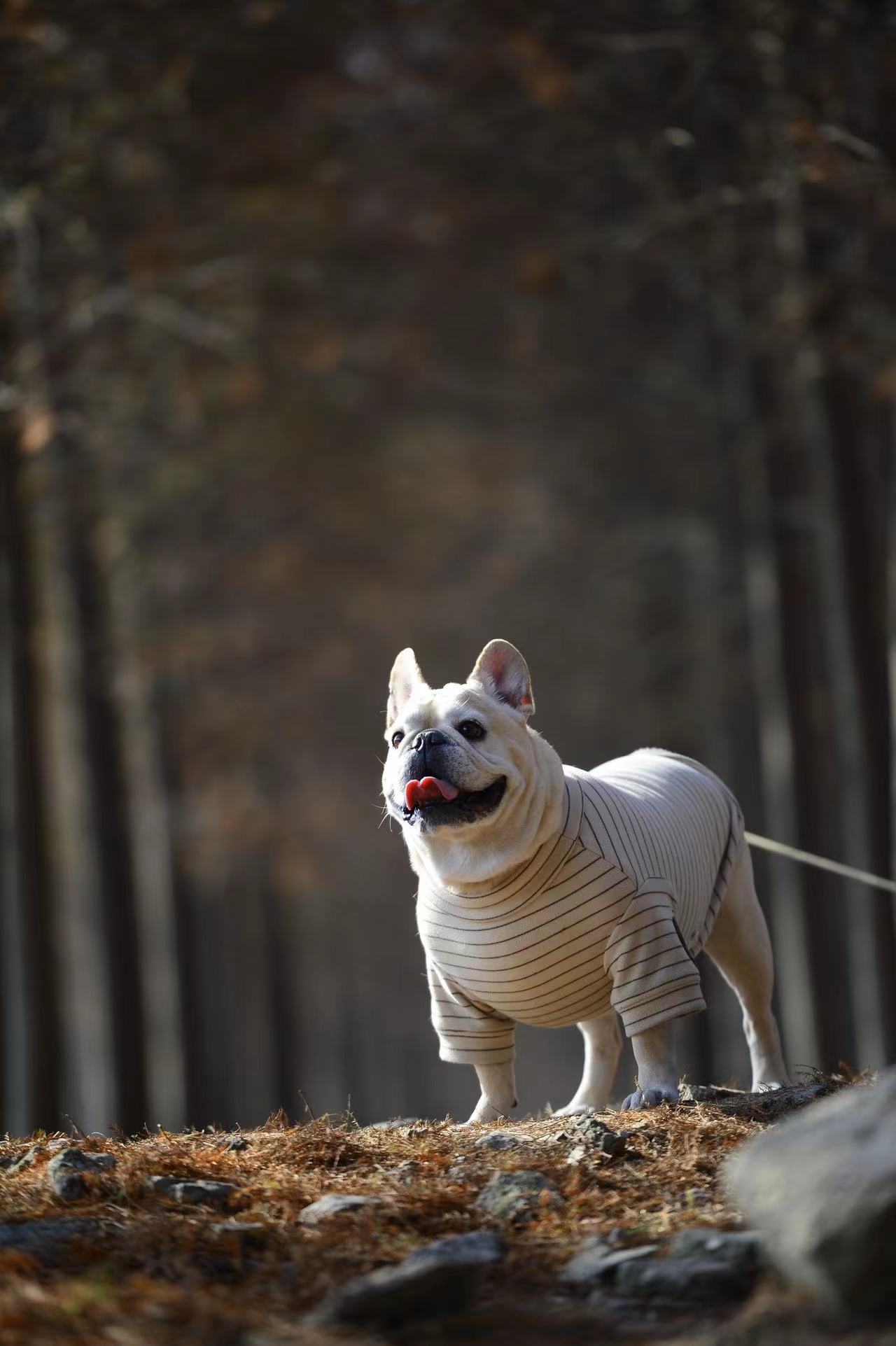 Pawsitivity's Fashion Dog Apparel: Warm, Cozy Stripe Shirt for your Dogs and Cats. Meticulously crafted by skilled tailors, it's a blend of premium quality and outstanding design. Shop Now!