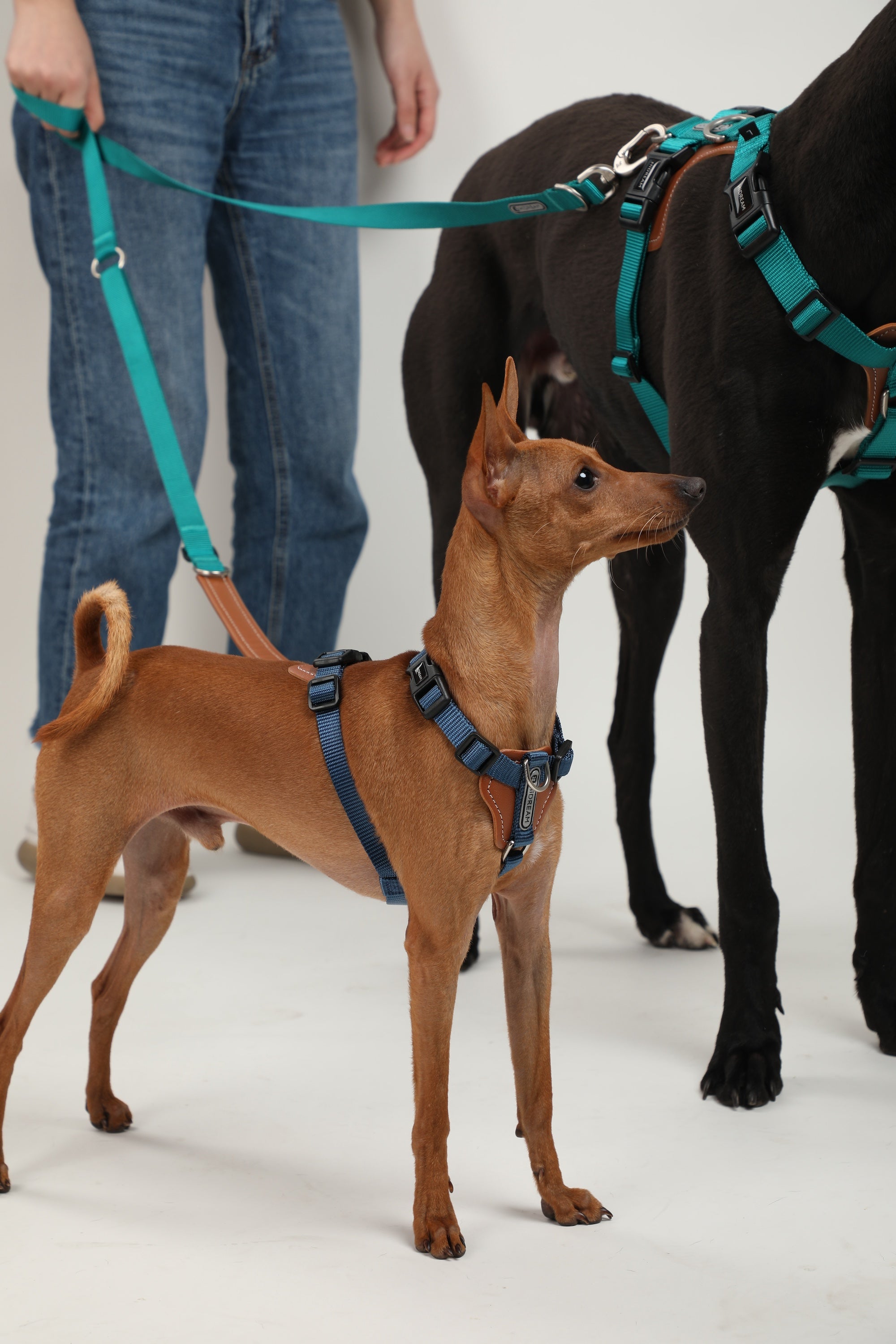 Pawsitivity's Dual Dog Leash for Simultaneous Adventures, explore hands-free dog walks. Versatile carrying options, durability, and style in one. 