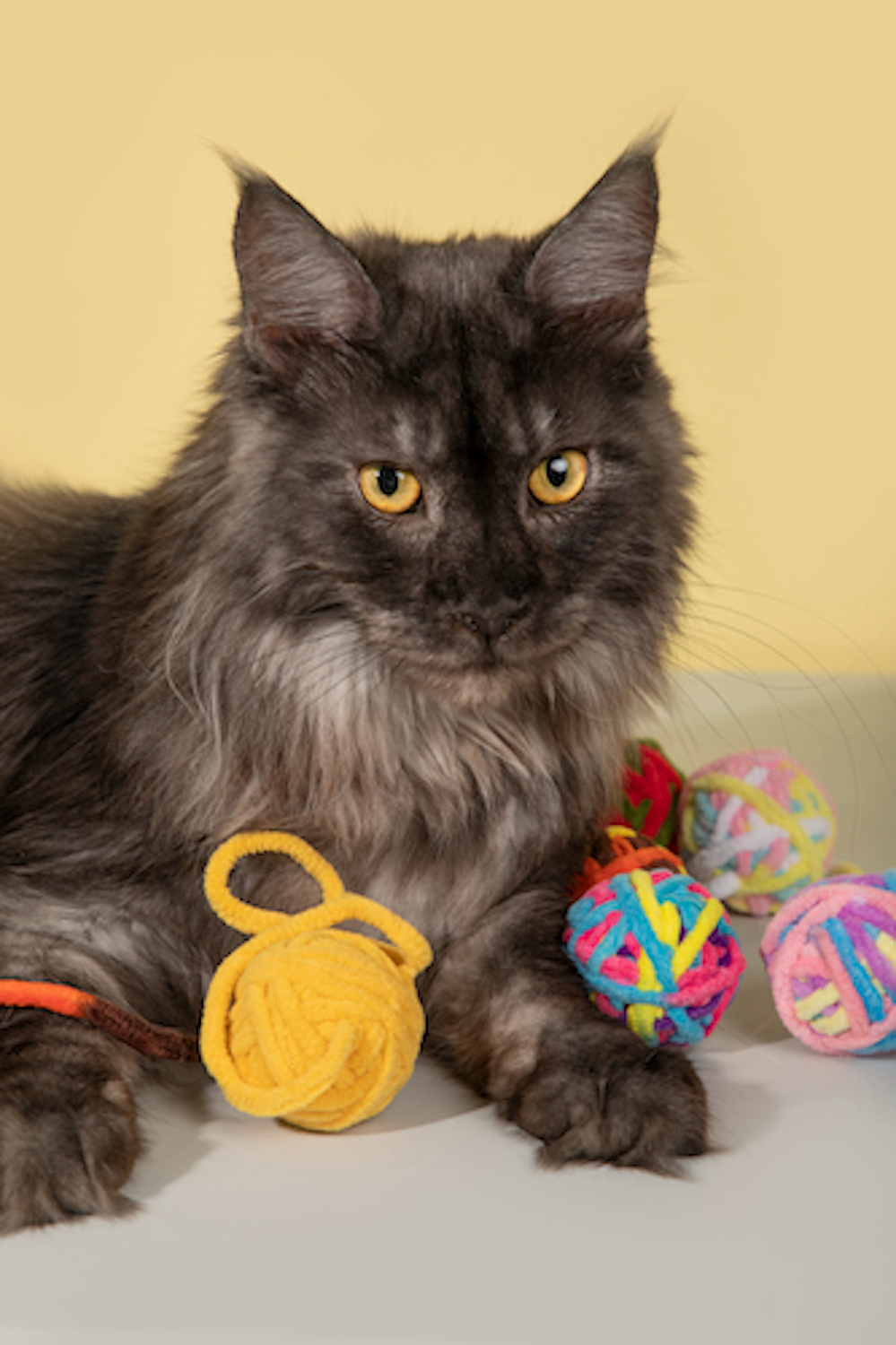 Pawsitivity's Cat Toy: Yarnado - Vibrant Cat Toy with Hidden Bell, Encourages Playful Behavior, Stimulates Hunting Instincts, Ensures Hours of Fun and Exercise. Shop Now!