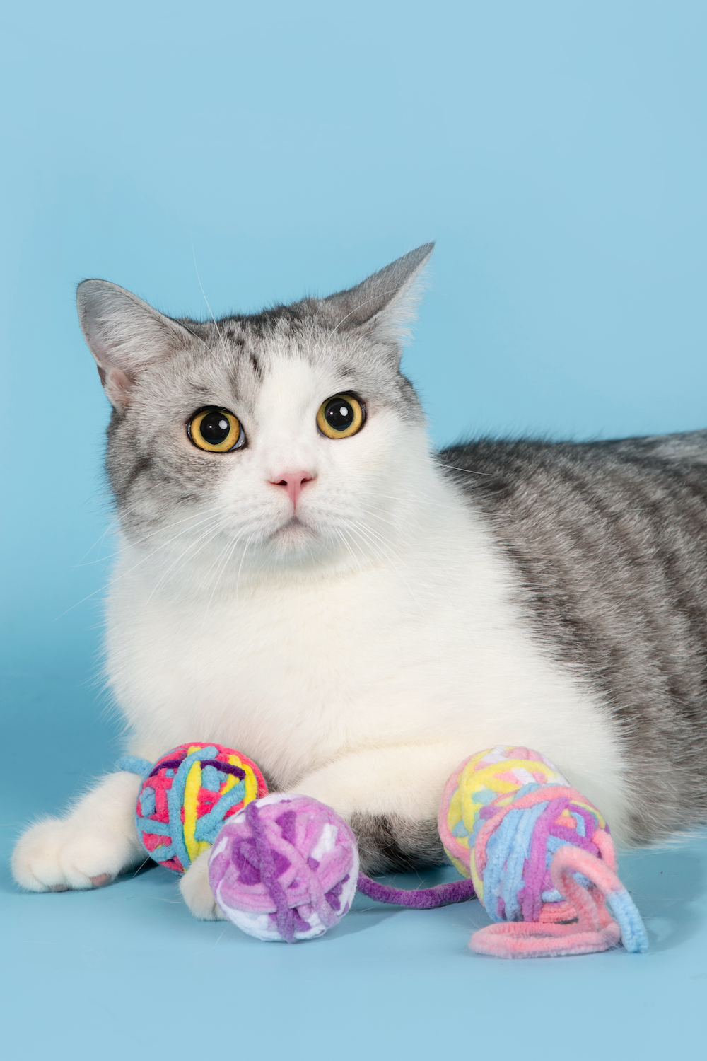 Pawsitivity's Cat Toy: Yarnado - Vibrant Cat Toy with Hidden Bell, Encourages Playful Behavior, Stimulates Hunting Instincts, Ensures Hours of Fun and Exercise. Shop Now!