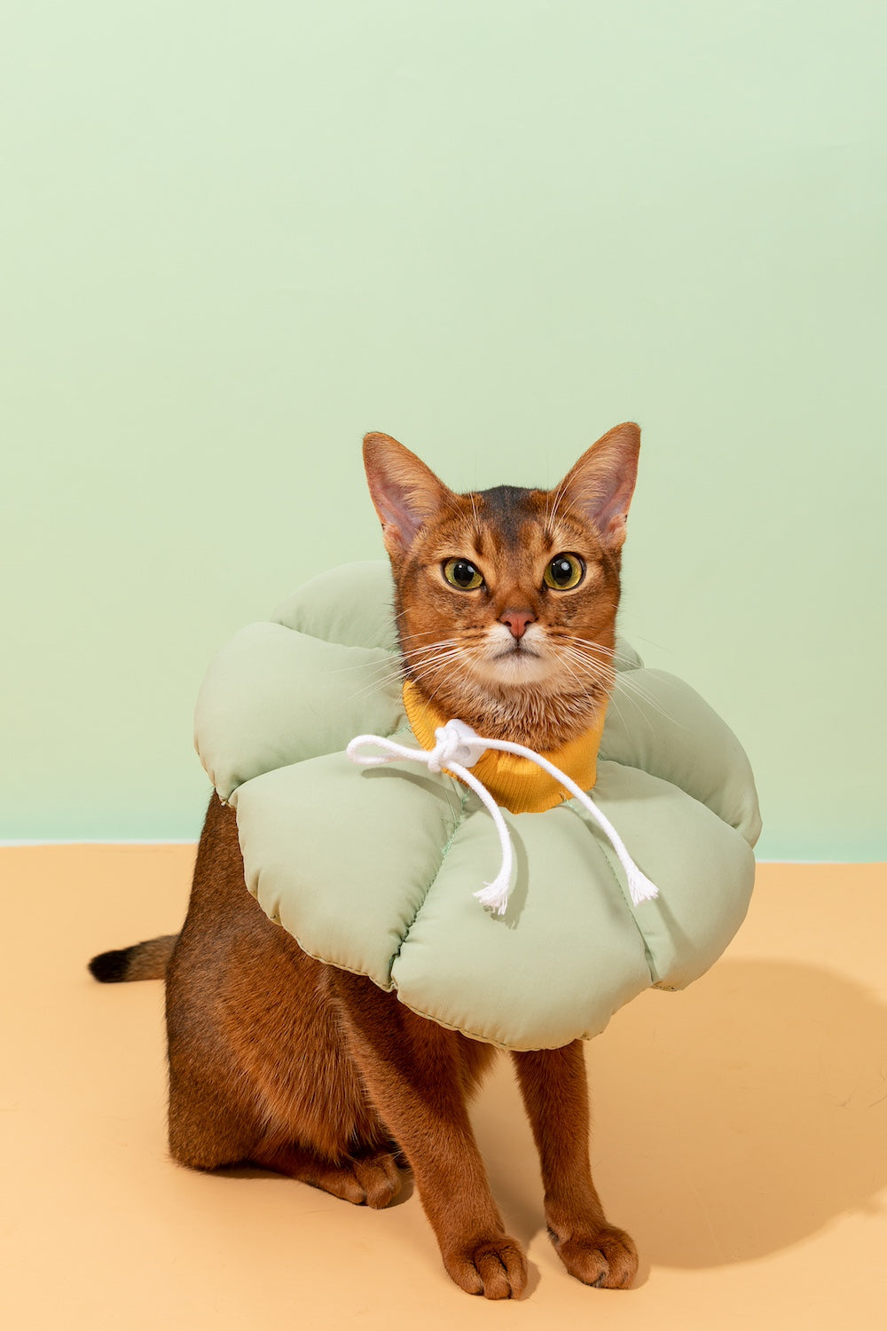 Discover Pawsitivity's Flower Cat Elizabeth Collar: Designed to prioritize your cat's comfort, crafted with soft and lightweight material, eliminating pressure and stress on the cat's neck. Choose from an array of colors to match your pet's personality. Order Yours Today!