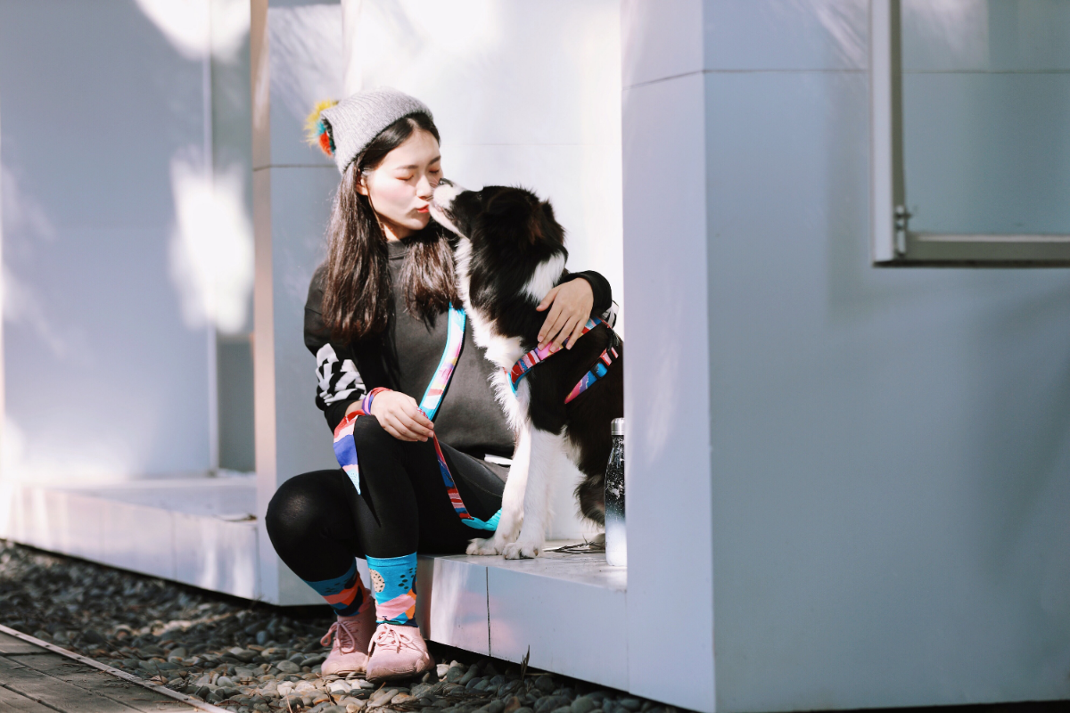 Pawsitivity's Hands-Free Multi-Functional Dog Leash in Sunrise Adventure - Enjoy Long, Short, Waist, and Shoulder Carry Options, Cushioned Spring Absorbs Jerks, Reliable Sturdy Buckle. Shop Now!