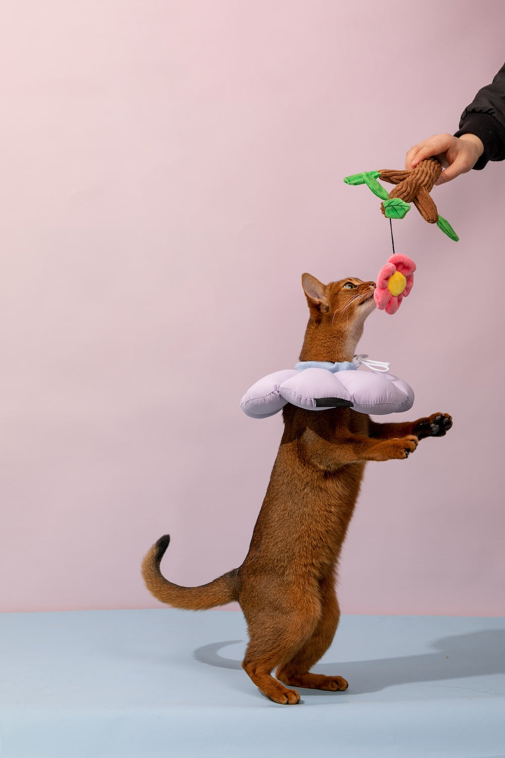 Discover Pawsitivity's Flower Cat Elizabeth Collar: Designed to prioritize your cat's comfort, crafted with soft and lightweight material, eliminating pressure and stress on the cat's neck. Choose from an array of colors to match your pet's personality. Order Yours Today!