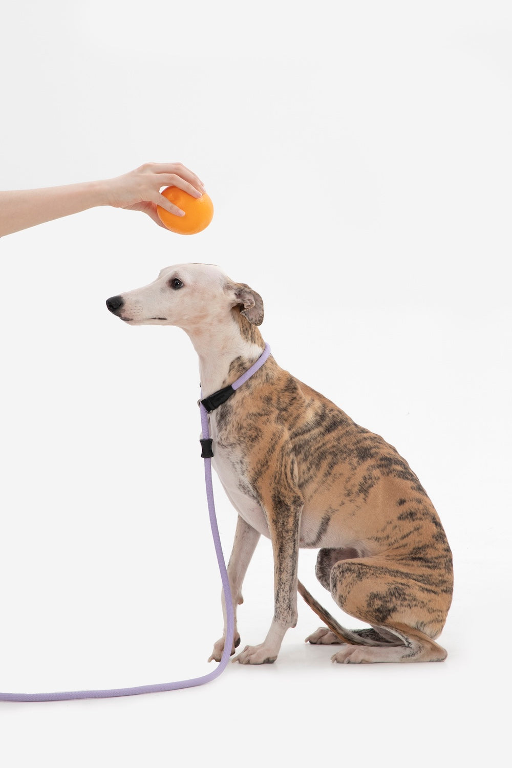 Pawsitivity's slip dog leash: Experience the perfect blend of convenience and comfort. The widened and thickened leather-edged handle provides a softer touch, ensuring your hands stay comfortable during walks. Order Yours Today!