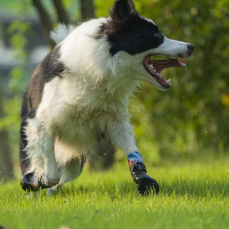 Paw Protection Dog Shoes, Ankle Protector