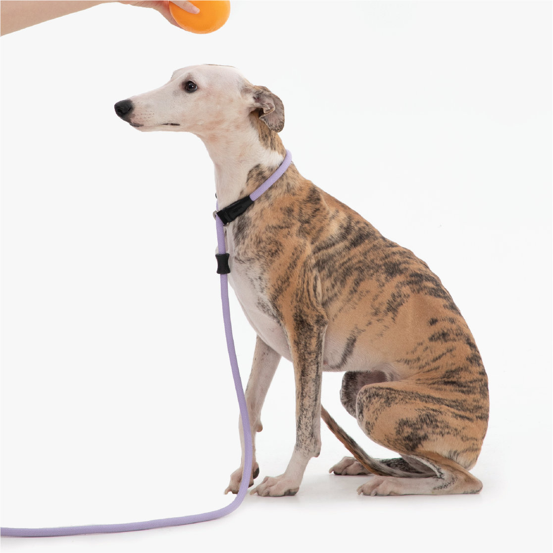 nvest in durability with Pawsitivity's training slip dog lead. Crafted from mountaineering-grade thick-woven nylon rope, this leash can withstand a pulling force of 150kg. With an 11mm thickness, it guarantees durability, resistance to wear and tear, and colorfastness.