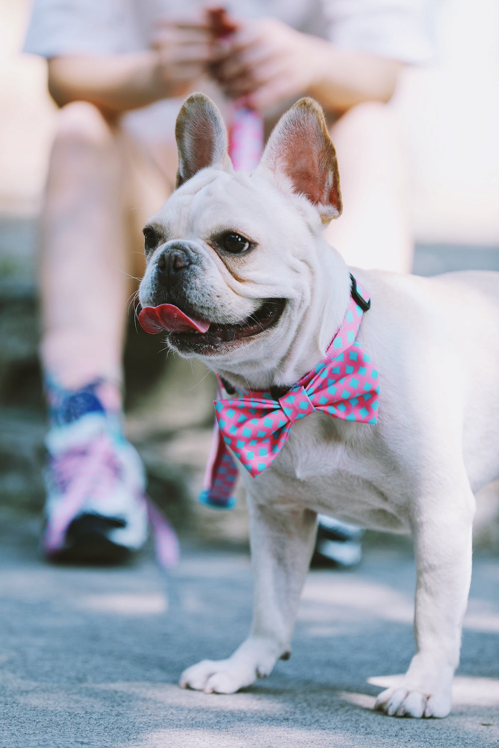 Shop Pawsitivity's Accessory Bowtie for Dogs and Cats - Baby Blue and Pink Check Pattern, Elastic Band for Comfortable Fit, Enhances Your Pet's Fashion Game. Order Yours Today!