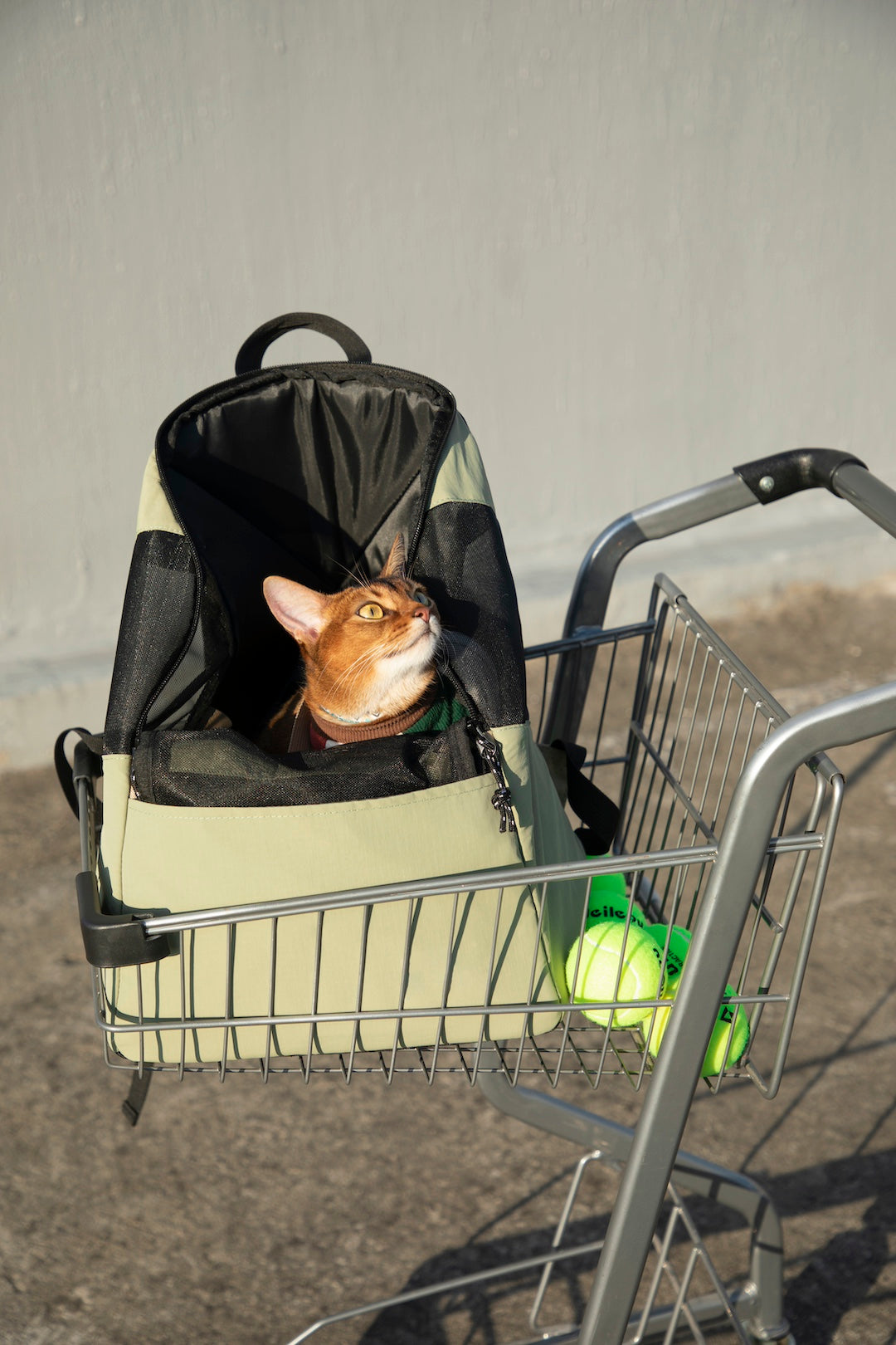 Shop Pawstivity's Pet Travel Backpack: designed with dual shoulder straps and two-way anti-escape zippers; the zippers can be fully opened, making it convenient for feeding, and allowing pets to peek out for more interaction with the owner. Order Yours Today!
