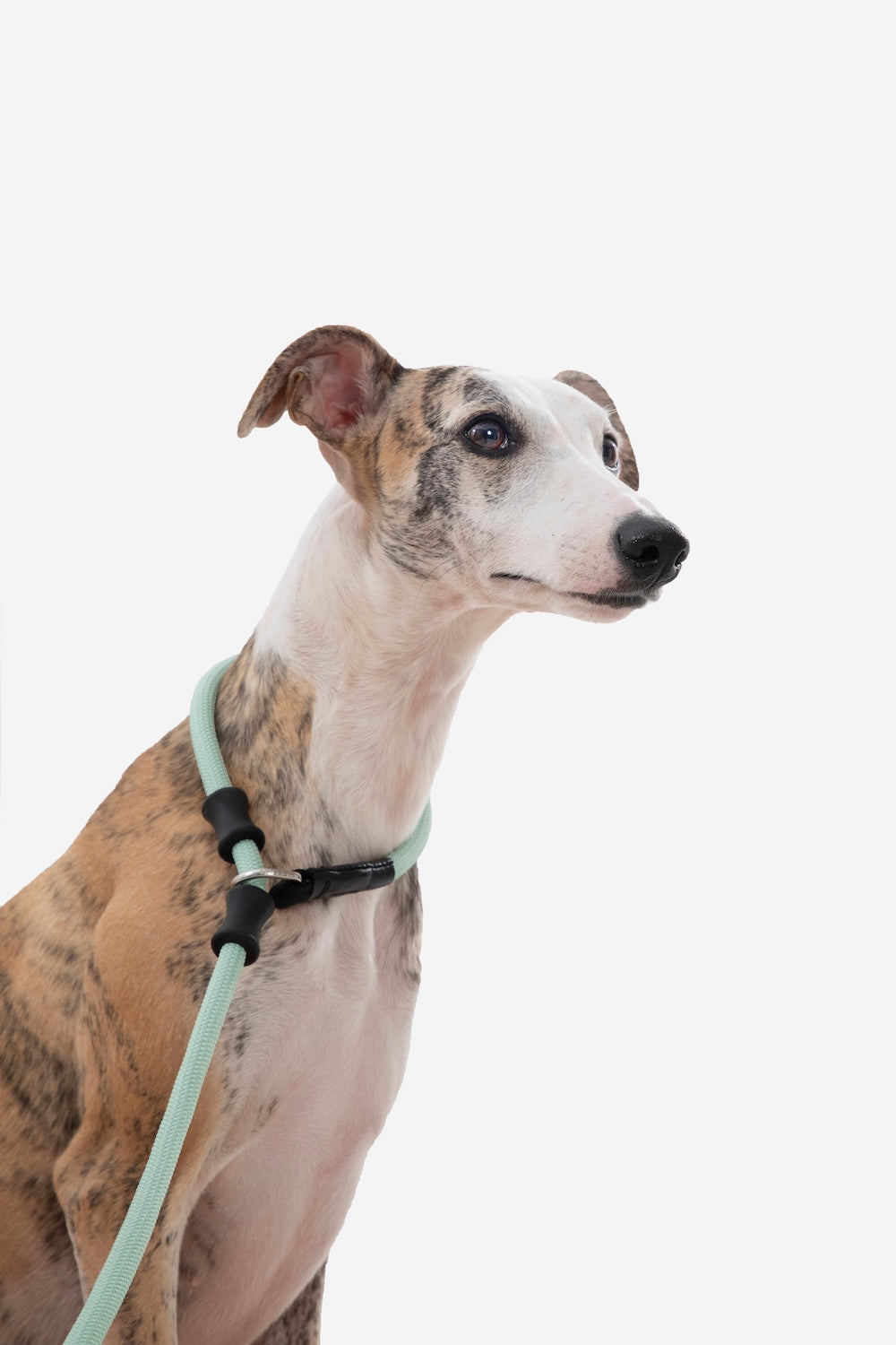 Pawsitivity's slip dog leash: Experience the perfect blend of convenience and comfort. The widened and thickened leather-edged handle provides a softer touch, ensuring your hands stay comfortable during walks. Order Yours Today!