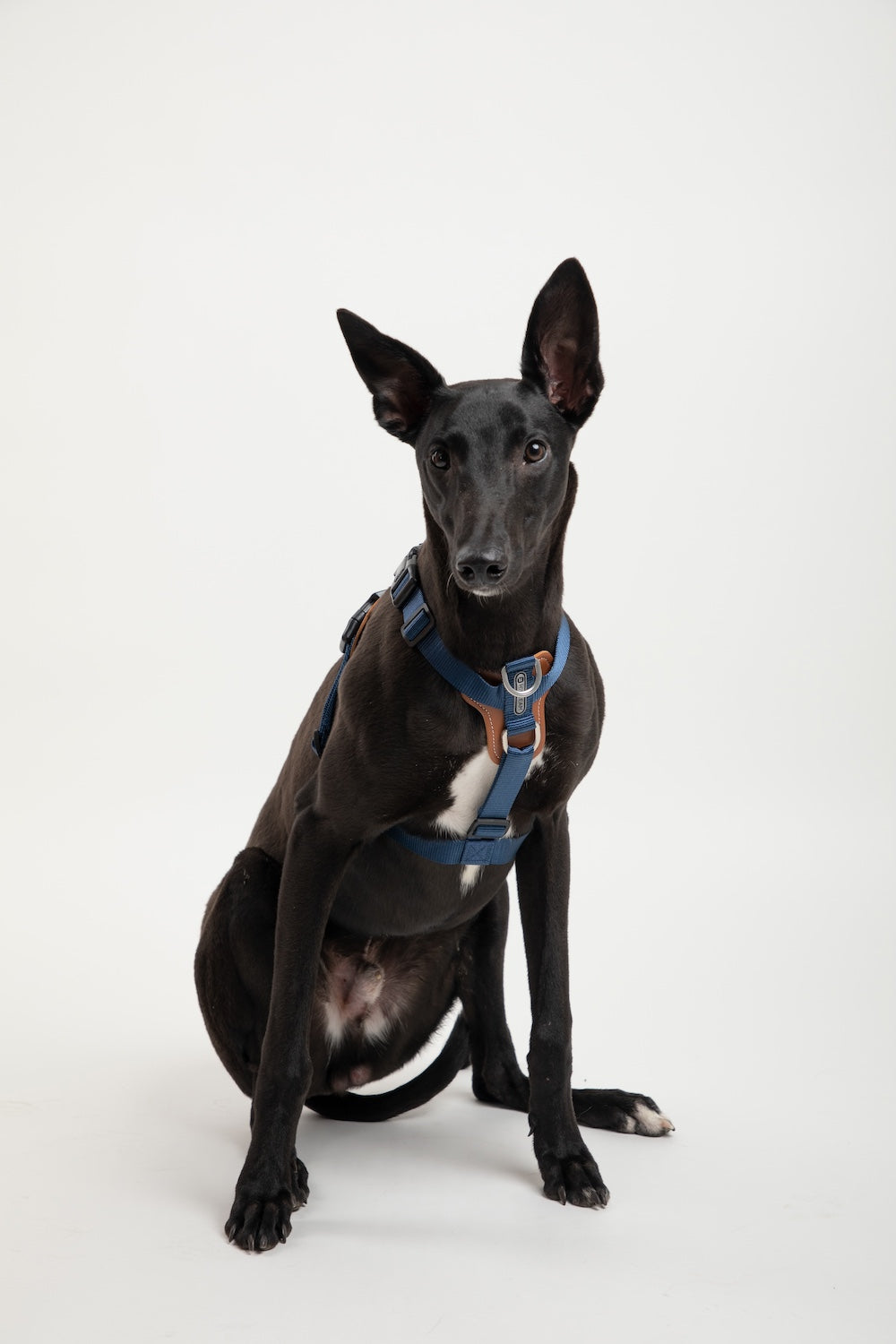 Pawsitivity's Dog Harness - Premium Nylon, Elegant Leather Accents, Great Comfort. Featuring an H-shape design, which provides a larger chest space, making it suitable for certain working breeds and larger-sized dogs, this design typically allows dogs to move their shoulders and front legs more freely, providing a more comfortable wearing experience. Shop Now!