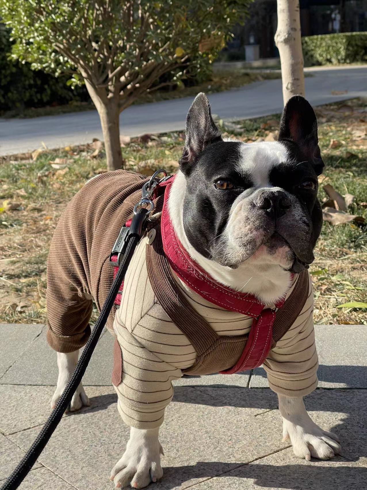 Pawsitivity's Fashion Dog Apparel: Warm, Cozy Stripe Shirt for your Dogs and Cats. Meticulously crafted by skilled tailors, it's a blend of premium quality and outstanding design. Shop Now!