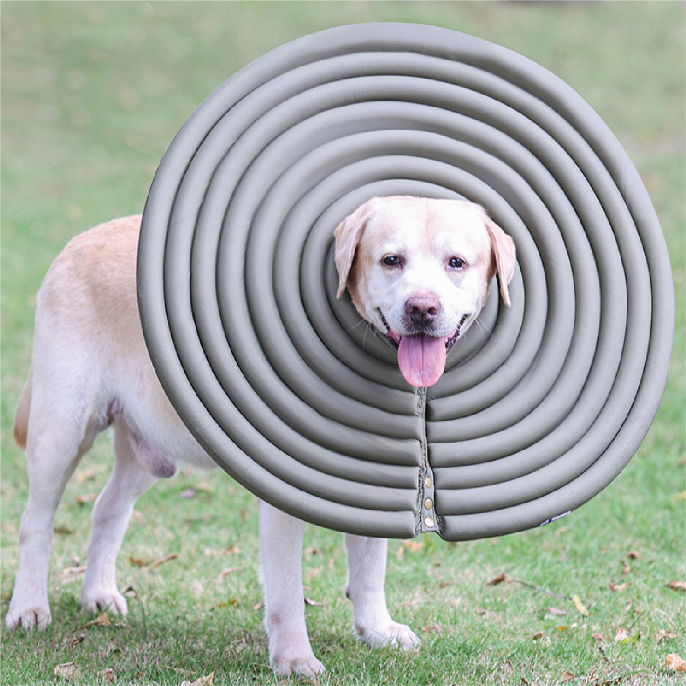 Feather-Light Bliss for Your Pet: Comfortable Pet E-Collar tailored with clean and fresh designs. Choose from an array of colors and sizes. Shop Pawsitivity Toronto - Your Premium Pet Supplies