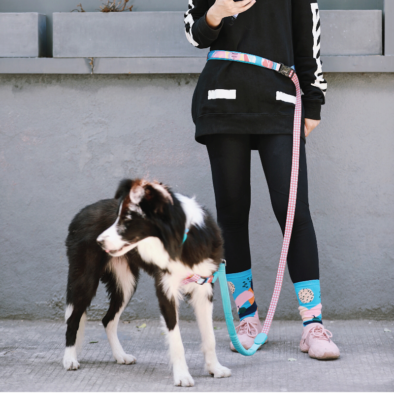 Pawsitivity's Hands-Free Multi-Functional Dog Leash in Sunrise Adventure - Enjoy Long, Short, Waist, and Shoulder Carry Options, Cushioned Spring Absorbs Jerks, Reliable Sturdy Buckle. Shop Now!