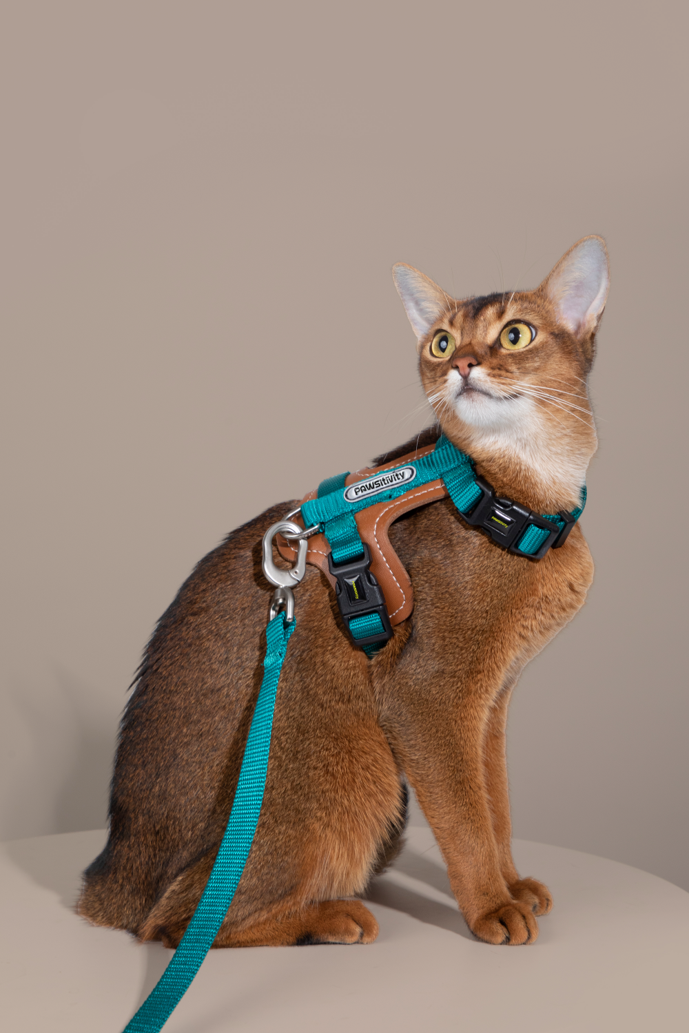 Pawsitivity's Cat Harness and Leash Set in Teal Green - Leather Element for Gentle and Comfortable Walks, Ensuring a Pleasant Experience for Your Cat.