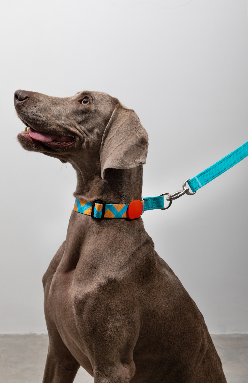 Pawsitivity's Adjustable Half Slip Dog Collar in Sunrise Adventure - Ensures Safety and Comfort Pet Walk with Half Slip Design, Heavy-Duty Quick Snap Buckle, Adjustable Length, and Reflective Line for Night Safety Walks. Shop Now!