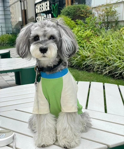 Pawsitivity's Stylish Dog and Cat T-shirt. Featuring a scooter dog print on the centre, give it chic look. Dress your furry friends in trendy and fashionable outfits. Shop Now!