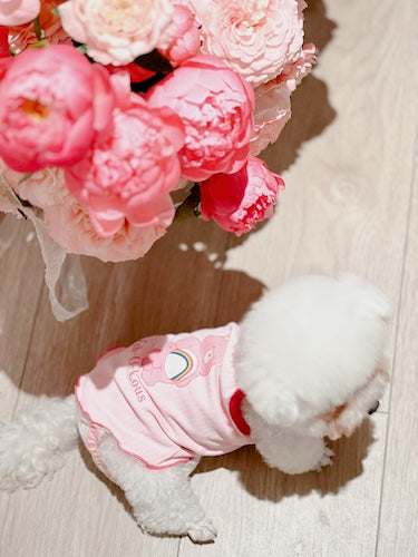 Shop Pawsitivity's Handcrafted Dog & Cat Shirt to elevate your pet's summer wardrobe. Design for both fashion and comfort, Order Yours Today!