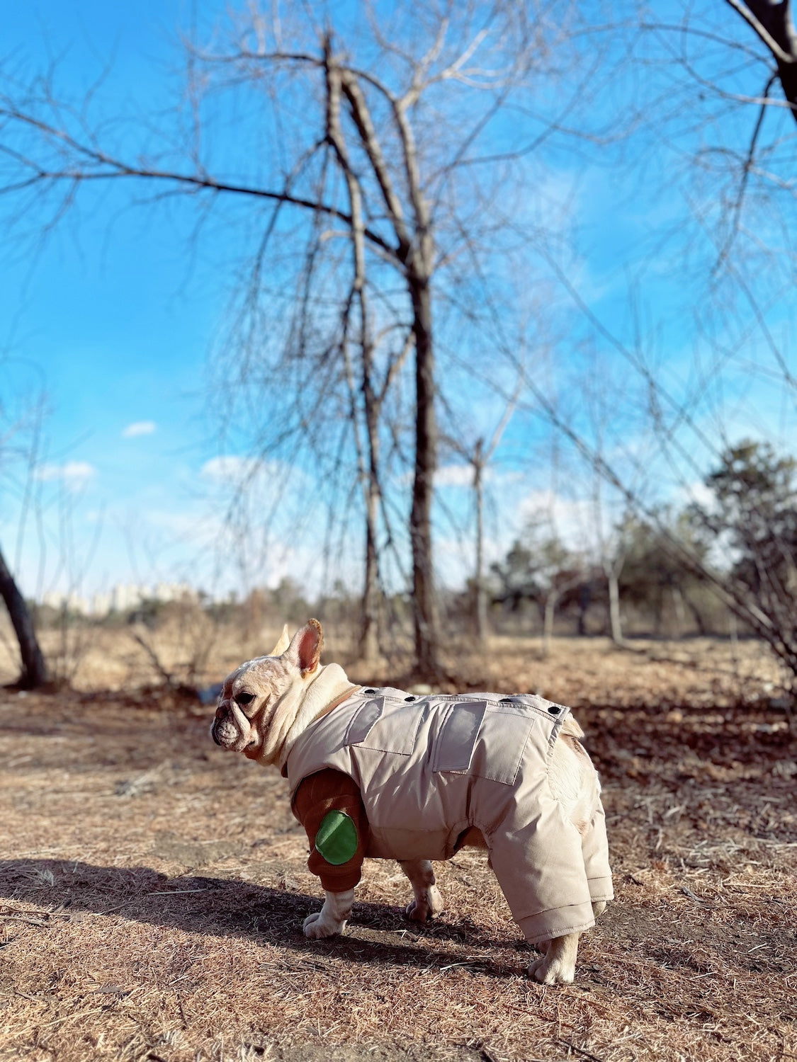  Pawsitivity's Premium Dog and Cat Fashion Clothing - The Dog Winter Jacket. Indulge your pets in the epitome of craftsmanship. Order Yours Today!