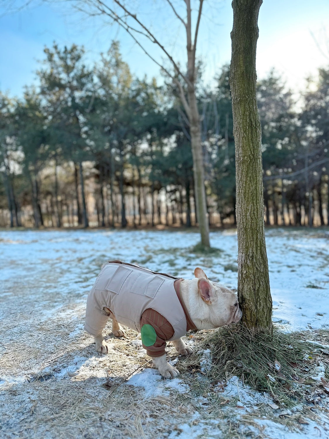  Pawsitivity's Premium Dog and Cat Fashion Clothing - The Dog Winter Jacket. Indulge your pets in the epitome of craftsmanship. Order Yours Today!