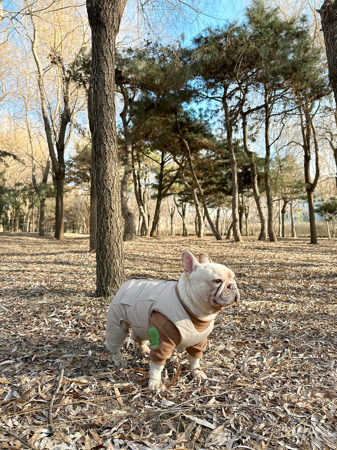  Pawsitivity's Premium Dog and Cat Fashion Clothing - The Dog Winter Jacket. Indulge your pets in the epitome of craftsmanship. Order Yours Today!