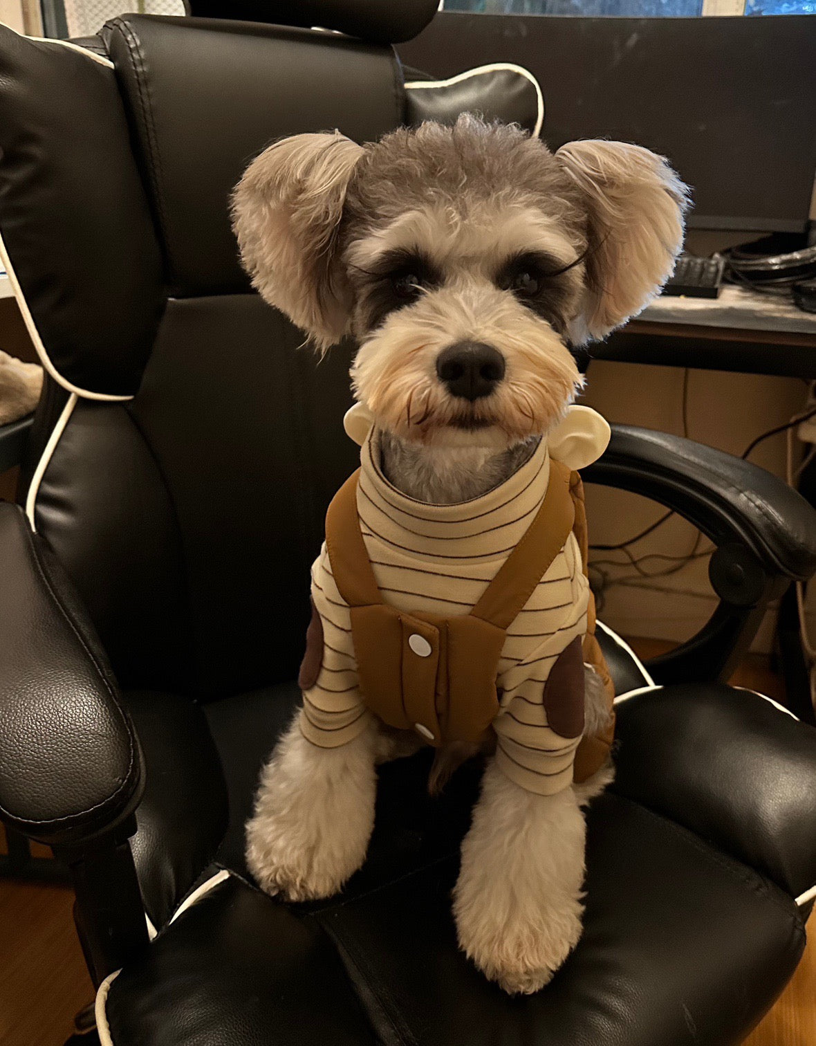 Pawsitivity's Fashion Dog Apparel: Warm, Cozy Stripe Shirt for your Dogs and Cats. Meticulously crafted by skilled tailors, it's a blend of premium quality and outstanding design. Shop Now!