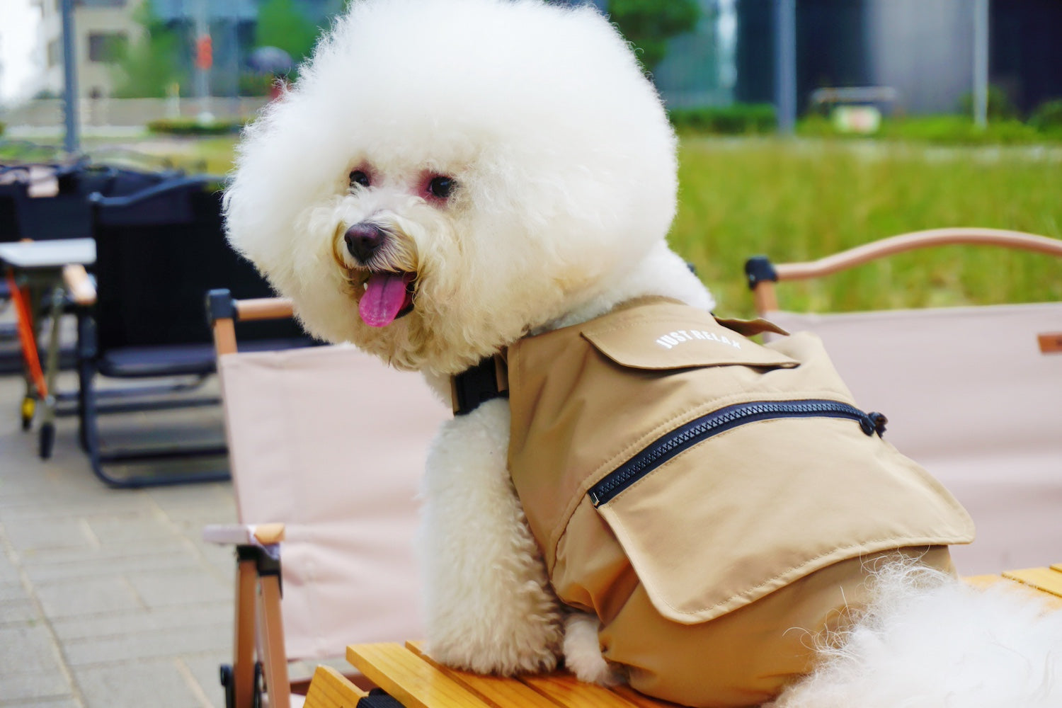 Introducing Pawsitivity's High-end Dog Apparel - This dog overall keeps your dog safe and stylish in all adventures. Upgrade your furry friends style game with Pawsitivity's stylish and quality pet outfits. Shop Now!