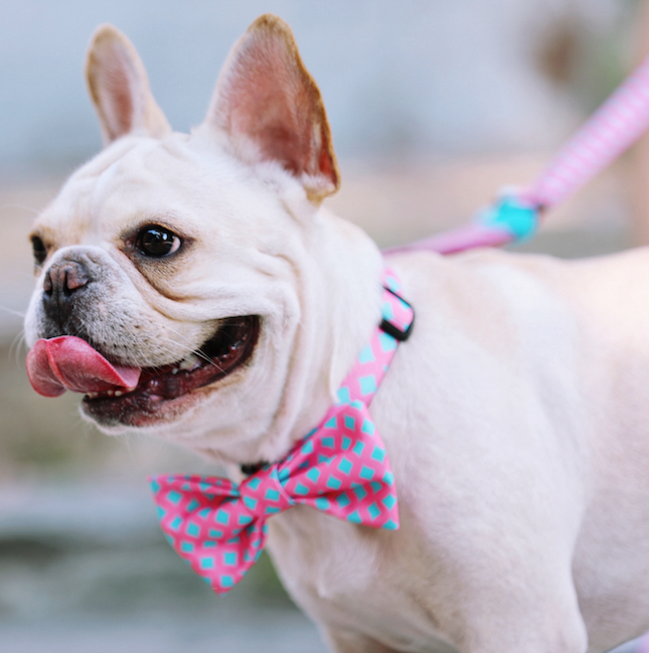 Pawsitivity's Adjustable Half Slip Dog Collar - Ensures Safety and Comfort Pet Walk with Half Slip Design, Heavy-Duty Quick Snap Buckle, Adjustable Length, and Reflective Line for Night Safety Walks.