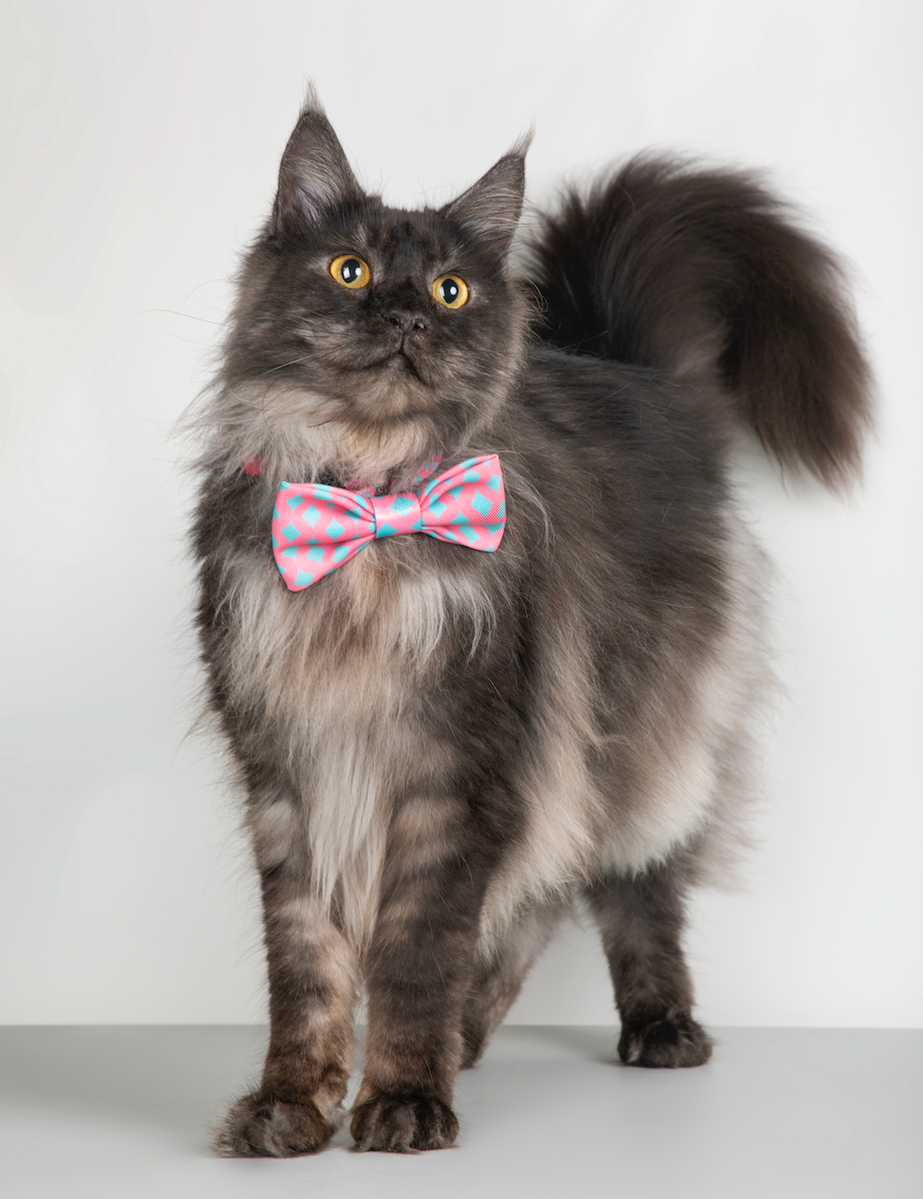 Shop Pawsitivity Accessory Bowtie for Dogs and Cats - Baby Blue and Pink Check Pattern, Stylish Dog Fashion Accessory, Elastic Band for Comfortable and Secure Fit.