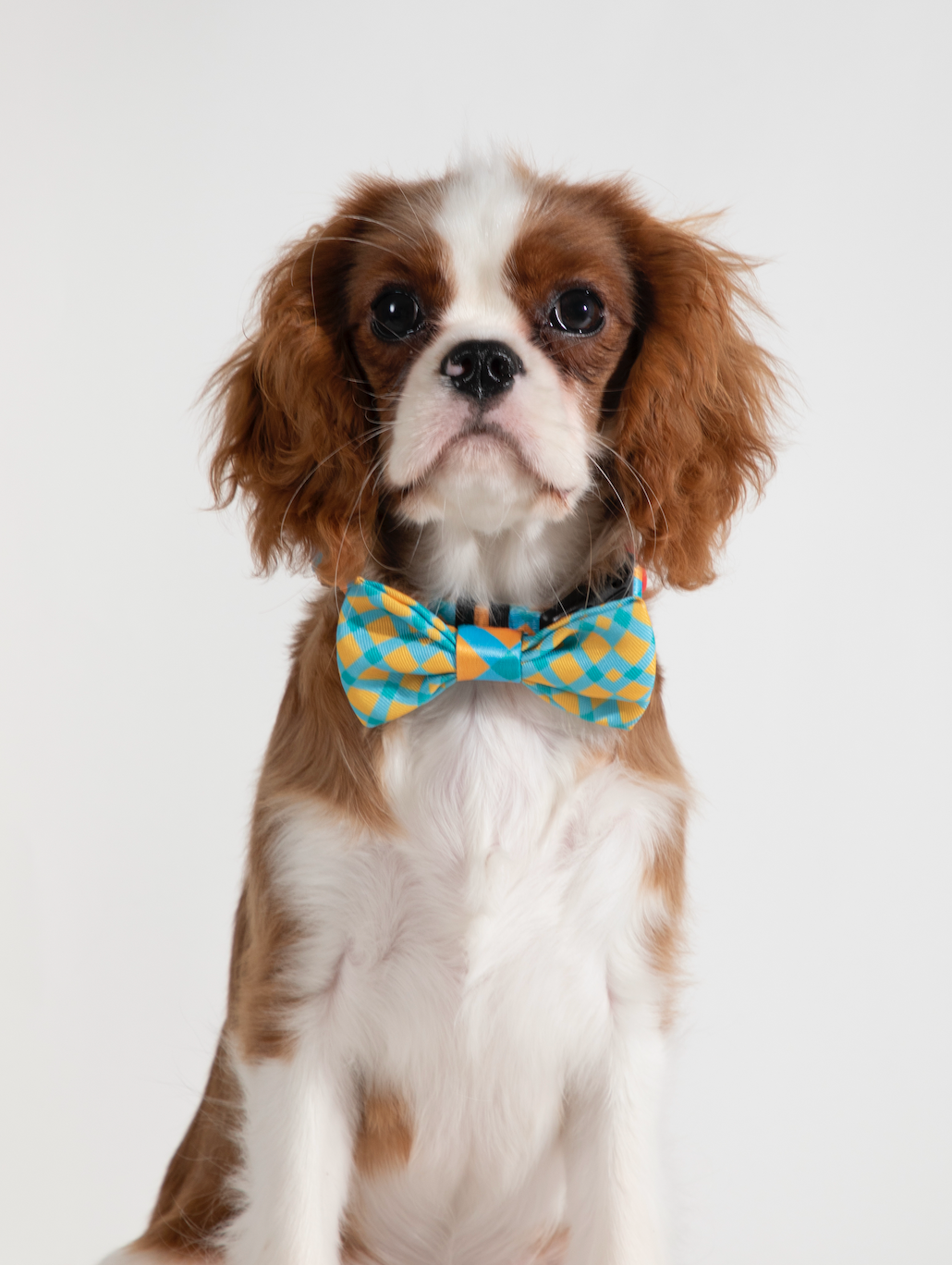 Discover Pawsitivity Fashionable Accessory Bowtie for Dogs and Cats  - Baby Blue and Lemon Yellow Check Pattern, Elastic Band Ensures Secure Fit, Adds a Pop of Color to Your Pet's Look.