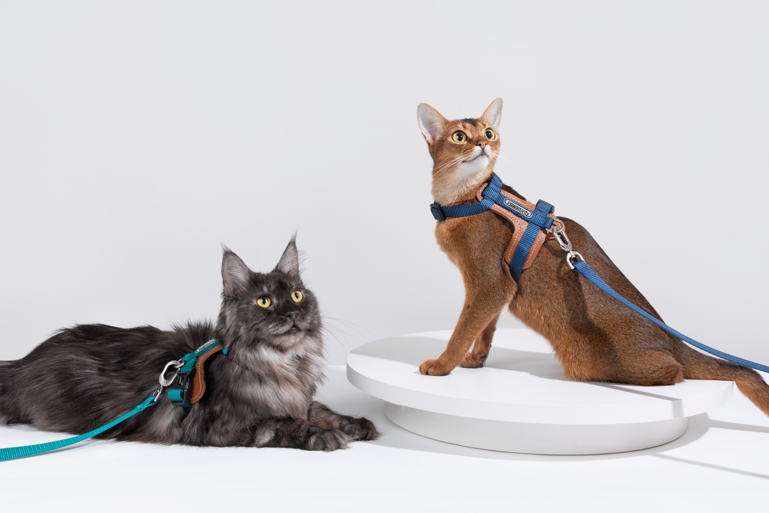 Pawsitivity's Cat Harness and Leash Set in Teal Green - Leather Element for Gentle and Comfortable Walks, Ensuring a Pleasant Experience for Your Cat.