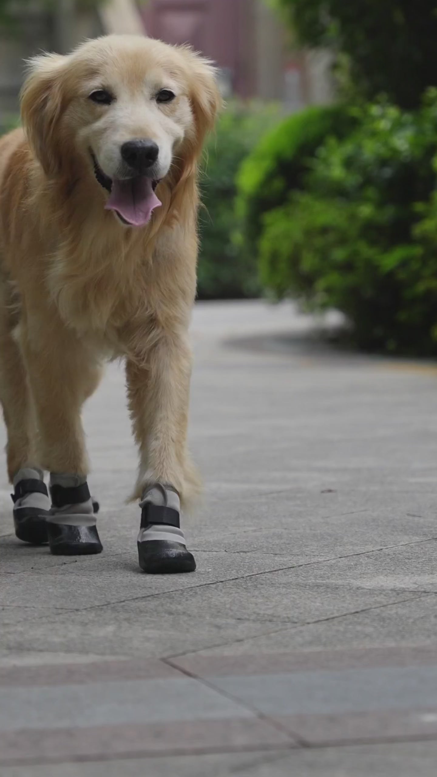 Light Running Dog Shoes, Paw Protector