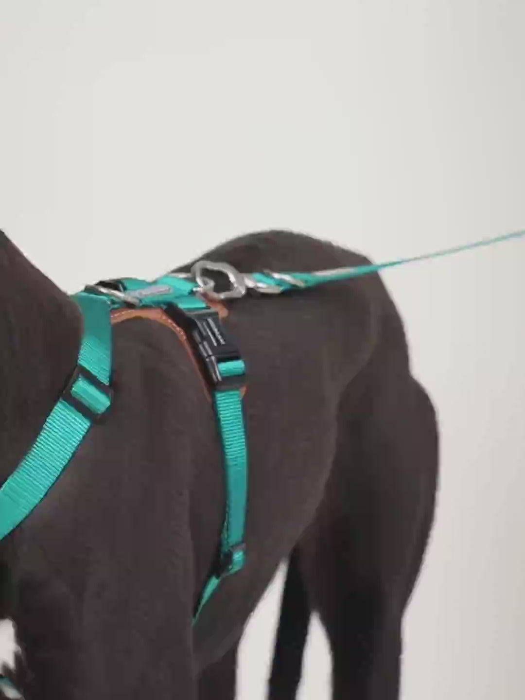 Explore a New Level of Walking Freedom with Pawsitivity's Multifunctional Dual Dog Leash, with the options to carry two dogs at the same time. Enjoy this hands-free dog walks wonder and flexibility.